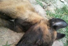 以马犬不吃食的原因及解决方法（分析以马犬不吃食的原因和提供有效解决方法）