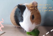 荷兰猪的饮食偏好及怀孕期间的饲养要点（揭秘荷兰猪的饮食习惯，为你的宠物提供正确的饮食安排）