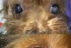 狗眼中的白色物质之谜（揭开犬类眼部异常症状的真相）