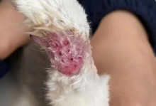 猫咪为什么不能穿鞋？（探索猫咪不适合穿鞋的原因）