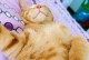 猫咪的睡姿揭秘（探索猫咪睡觉时的奇特姿势，揭示其深层含义）