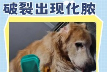 如何有效处理狗狗伤口化脓问题（使用合适药物帮助狗狗康复）