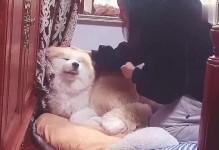 为什么狗狗不喜欢亲我？（探究狗狗不喜欢亲我背后的原因及解决方法）
