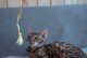 土猫的性格与颜色（探讨不同颜色土猫的性格特点及对人类的亲近程度）