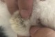 猫蛋蛋肿是什么样的？（揭开猫蛋蛋肿的奥秘）