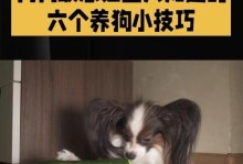消除狗狗身上的痒痒，让它们无虫纠缠（科学有效的方法保护狗狗免受虫子的折磨）