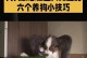 消除狗狗身上的痒痒，让它们无虫纠缠（科学有效的方法保护狗狗免受虫子的折磨）