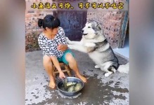 一岁阿拉斯加的主要饮食需求（了解阿拉斯加成长期的饮食要求，让它健康成长）