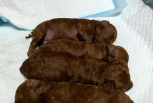以泰迪断尾的意义与影响（探讨泰迪犬断尾现象的原因与改善措施）