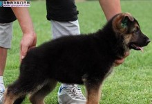 德牧犬纯种幼犬价格及购买指南