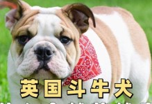斗牛犬眼睛下的刀疤之谜（探索斗牛犬眼睛下刀疤的成因及影响）