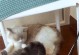 新猫咪入驻之事项（迎接新成员，关爱有心）