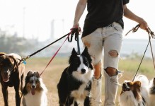探究狗突然攻击人的原因（狗的攻击行为与环境、训练及遗传有关）
