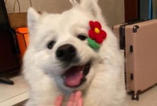 探秘电影《以心花怒放》中的狗狗品种（揭秘狗狗“小沈阳”的种类和特点）