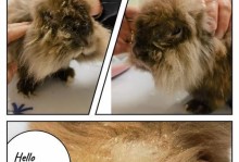 探索兔兔的螨虫（了解兔兔螨虫的特征、症状及预防方法）
