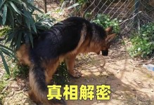 如何训练你的狗狗认路（打造一只聪明可爱的导航犬）