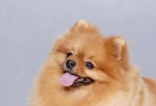 博美犬（迷人的外貌与活泼可爱的性格让博美犬成为众多犬迷的宠儿）