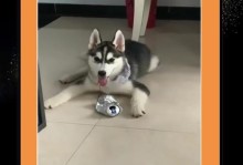 哈士奇为何爱喝啤酒？（探究哈士奇对啤酒的偏爱及原因）