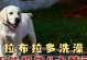 小拉布拉多洗澡时间的选择（了解适宜洗澡的时间和频率，让您的小拉布拉多更健康）