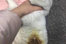 被毛的意义与价值（探究被毛对个体和社会的重要作用）