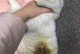 被毛的意义与价值（探究被毛对个体和社会的重要作用）