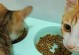 4个月大的小猫该吃什么食物？（宠物饮食指南，健康成长不误）