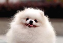 探索以嘴尖的狗的独特品种和特征（从小丹麦猎犬到比利时玛利诺犬，这些以嘴尖为主题的狗你了解吗？）
