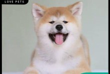 如何挑选一只优秀的三个月大秋田犬（以宠物为主，详细解读秋田犬品种特点与挑选技巧）