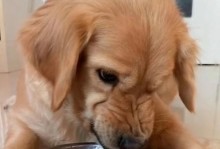 金毛幼犬的饮食需求及营养保健（从幼犬到壮健犬的关键是合理的饮食管理）