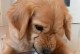 金毛幼犬的饮食需求及营养保健（从幼犬到壮健犬的关键是合理的饮食管理）