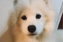 以包饺子养的是什么狗？（选择适合养狗的品种，共同包饺子的乐趣）