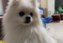 白色博美老了以后的色彩变化（从白色到灰色，老化背后的美丽转变）