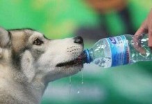 狗狗溜完后什么时候喝水最合适？（养狗者必读！了解合适的饮水时机提升狗狗健康）