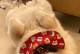为什么萨摩不爱动？（探索萨摩犬懒散的原因及解决方法）