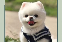 狗狗的健康饮食，内脏好的食物有哪些？（探索狗狗健康食谱，内脏好的食物应该如何选择？）