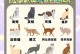 猫咪品种1秒认全（新手必看，带你快速认识各种猫咪品种）
