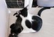 新猫隔离期的重要性（如何正确安排新猫的隔离期，以避免健康问题）