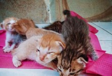 以繁殖什么猫赚钱快？（猫咪繁殖业的投资盈利选择）