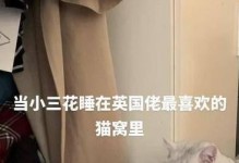 与猫相处的注意事项（和猫咪共生的幸福生活）
