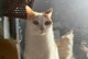 揭秘猫咪为何频繁尿床的原因（探究猫咪尿床行为的背后秘密）