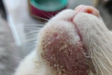 怎样快速治愈猫咪黑下巴问题？（有效去除猫咪黑下巴的方法和建议）