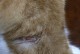 猫脖子扭伤的症状与处理方法（了解猫脖子扭伤的症状，及时处理是关键）