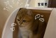 宠物猫咪不会去厕所拉屎怎么办？（解决猫咪不会去厕所问题，让生活更美好）