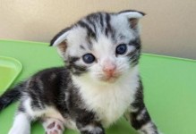 揭秘折耳猫为什么摸她尾巴会痛（探究折耳猫的特性及生理原因，提醒折耳猫主人要注意尾巴护理）