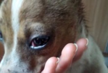 如何判断狗狗眼睛是否肿了？（掌握这些技巧，宠物健康无忧！）