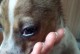 如何判断狗狗眼睛是否肿了？（掌握这些技巧，宠物健康无忧！）