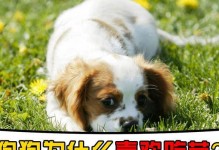 狗狗为什么会吃自己？（探索狗狗自残行为的原因与解决办法）