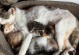 小猫怀孕多久有奶？（了解小猫妊娠期和产奶时间，为母猫健康提供关怀和支持）
