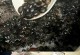 猫为什么偏爱湿粮？（探索猫咪选择湿粮的原因及其营养优势）