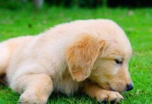 金毛犬养护全指南（从宠物人物到家庭成员，如何让你的金毛健康快乐）